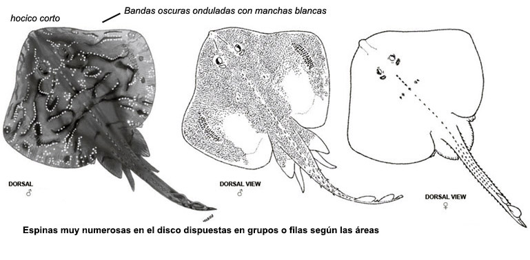 Raja undulata01
